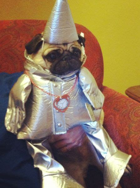 224 best images about Cute pug clothes and costumes on Pinterest ...