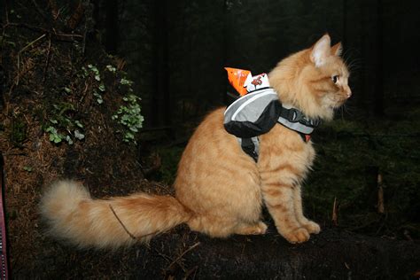 This majestic Norwegian kitty hikes, swims and even skis – Adventure Cats