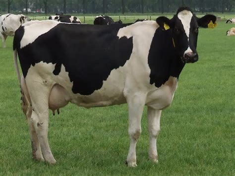 Holstein Friesian Cattle: Origin, Characteristics, Uses, Photo