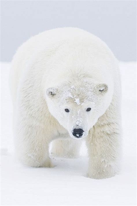 1000+ images about Animals in snow on Pinterest | Reindeer, Snowball ...