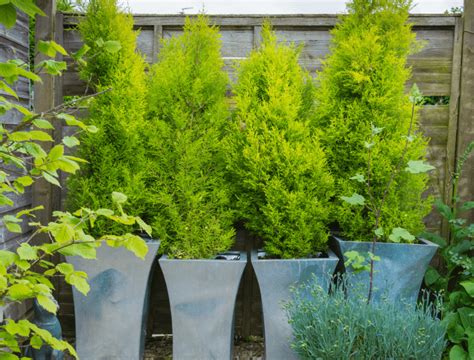 7 Best Evergreens for Containers - Backyard Boss | Evergreen landscape ...