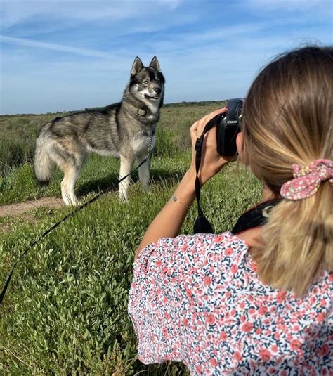 Husky Wolf Mix (Wolf Dog): Owner's Guide