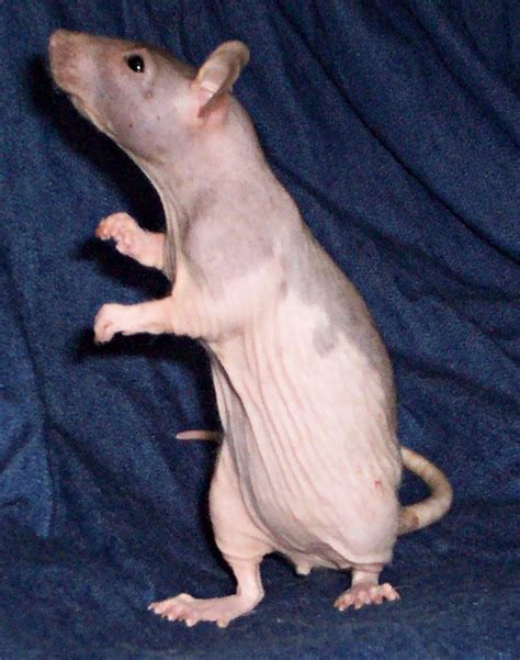 File:Hairless rat Lhassa.jpg - Wikimedia Commons