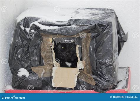 Black Feral Cat Hiding from Snow in a Box Editorial Stock Image - Image ...