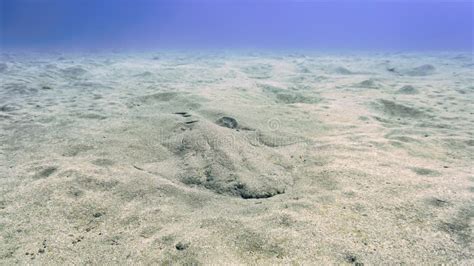 Angel Shark in Camouflage at the Bottom of the Sea Stock Photo - Image ...