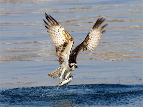 Osprey Migration: A Complete Guide | Birdfact