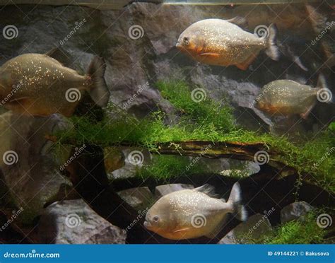 Piranhas in the aquarium stock image. Image of aquatic - 49144221