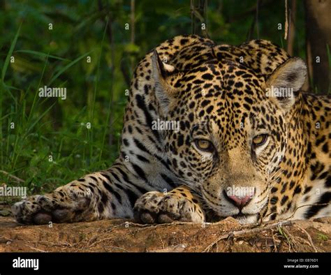 Jaguar (Panthera onca) in rainforest habitat of Pantanal, Mato Gross ...