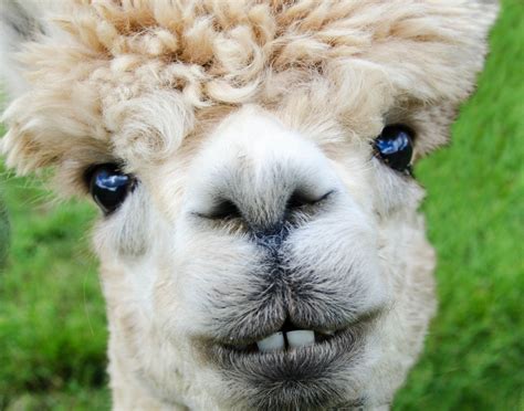 Funny Alpaca Faces