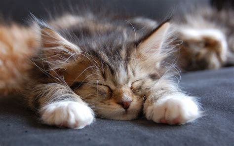 Sleeping Maine Coon Cat wallpaper | animals | Wallpaper Better