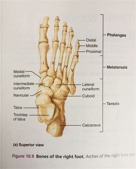 Human Foot Bones Diagram - Pin Page | Bodegawasuon