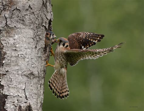 Kestrel Nests | paulrossibirds