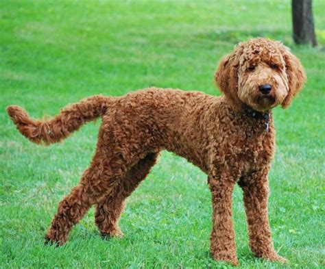 labradoodle haircuts for summer | Do you do a summer haircut ...