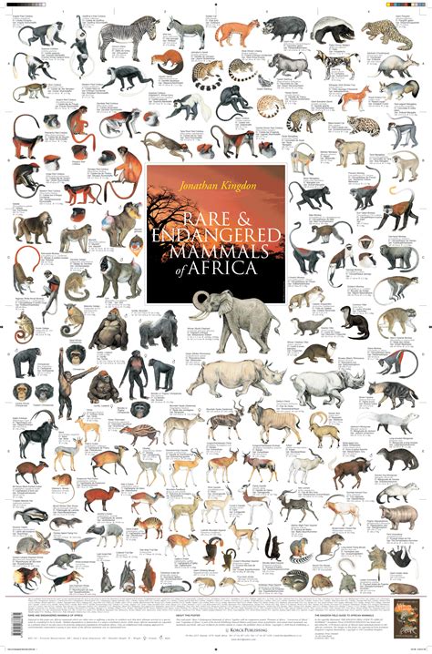 Rare & Endangered Mammals of Africa | Korck Posters