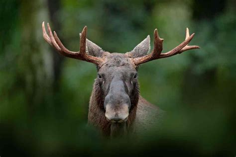 Encountering Majestic Swedish Moose: A Guide to Sightseeing