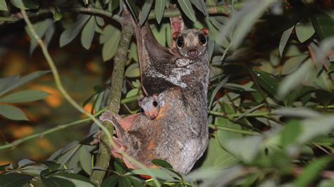 On a cool night in Malaysia, scientists track mysterious colugos across ...