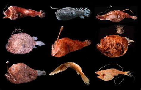 Deep-sea Anglerfishes (Melanocetidae and Ceratiidae) characteristics ...