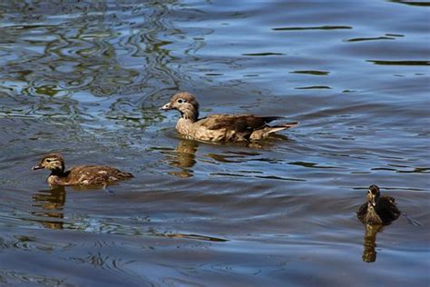 10+ Free Gadwall & Duck Photos - Pixabay