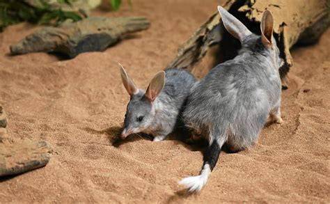 Baby bilby's name a chip off the old Quartz block | Queensland Times