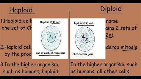 Examples Of Haploid And Diploid Cells