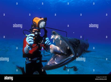 SCUBA DIVER TAKES PICTURE OF GREAT BARRACUDA SPHYRAENA BARRACUDA EATING ...