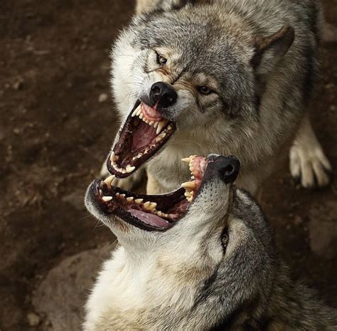 Wolves Showing Off Their Teeth : r/natureismetal