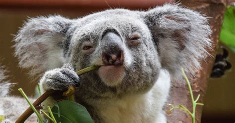 TIL Koala Bear fingerprints are almost indistinguishable from human ...