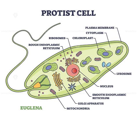 Protists – Artofit