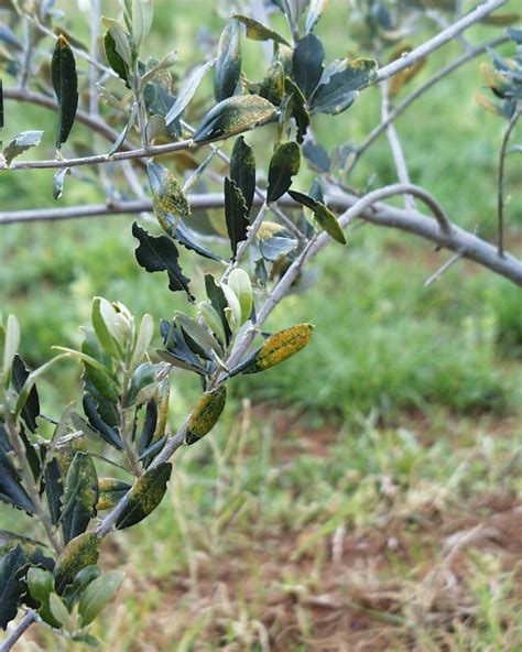 Olive tree pests and diseases | Agriculture and Food