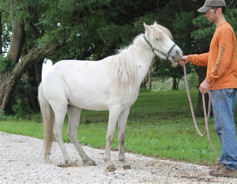 Caspian Horse Breed Information, History, Videos, Pictures