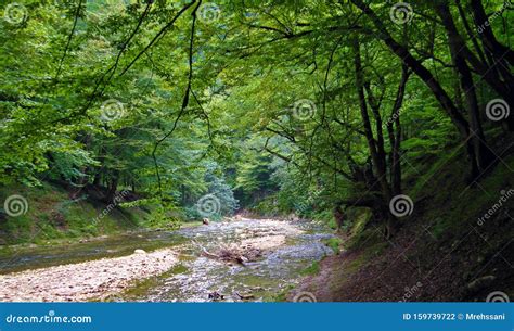 Forest River in Hyrcanian Forests of Iran Stock Photo - Image of ...