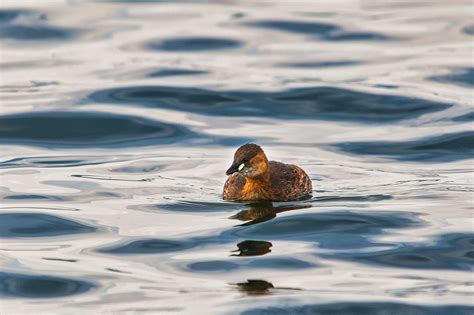 Bird Little Grebe Ornithology - Free photo on Pixabay