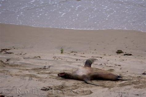 New Zealand Sea Lion Behavior Otago NZ | Photo, Information