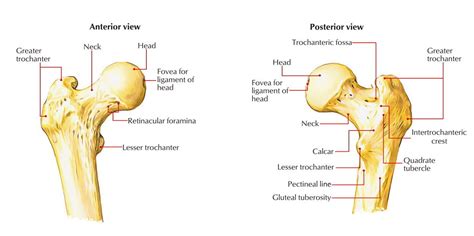 Femur: Head | Anatomy, Hip anatomy, Medical coding