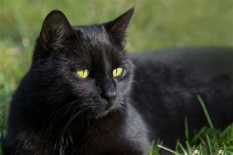 National Black Cat Day (October 27th) | Days Of The Year