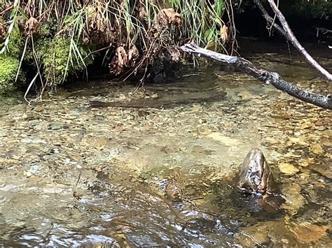 Bull Trout spawning | FWS.gov