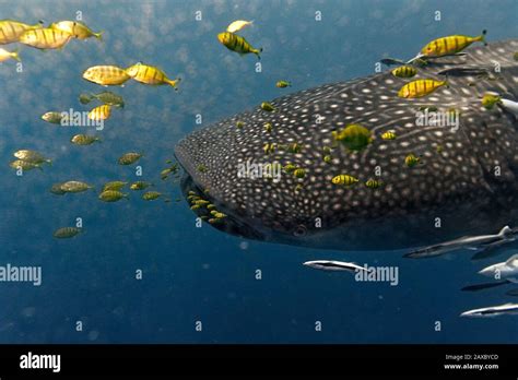 whale shark (Rhincodon typus) with yellow pilot fish Stock Photo - Alamy