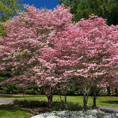 Cherokee Brave Dogwood Trees for Sale – FastGrowingTrees.com