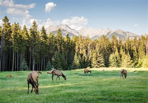 Wildlife in Banff National Park | Banff & Lake Louise Tourism