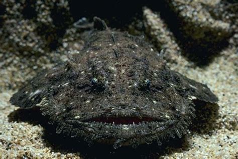 Humpback Anglerfish - Facts | Diet | Habitat | Size - SeaFish