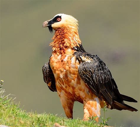 Bearded Vulture: The Marrow-Minded Raptor | RoundGlass | Sustain