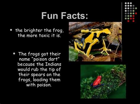 Blue Poison Dart Frog Facts For Kids | Kids Matttroy