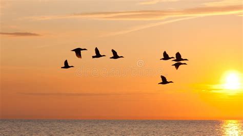 Birds Fly In The Sky At Sunset Stock Image - Image of heavens, sunset ...