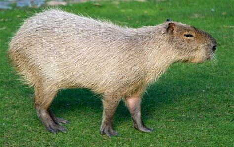 Water hog. Capybara or water hog - the largest rodent in the world , # ...