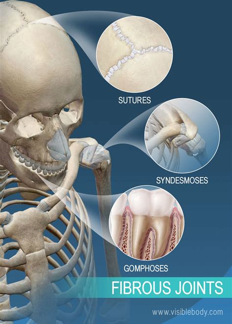 Joints and Ligaments | Learn Skeleton Anatomy