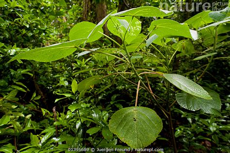 Stock photo of The stinging tree / Gympie-Gympie (Dendrocnide moroides ...