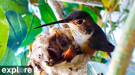 Hummingbird Chick Attacked by Predator! - YouTube