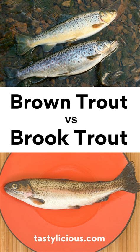 Brown Trout vs. Brook Trout | Tastylicious! | Brown trout, Brook trout ...