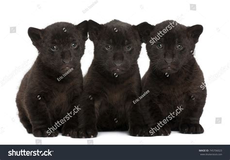 Jaguar Cub 2 Months Old Panthera Stock Photo 745706023 | Shutterstock