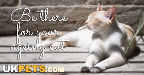 Senior Cat Care: Cats Living Longer | UK Pets